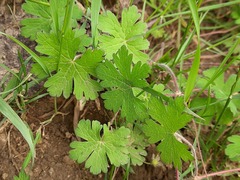Geranium albanum