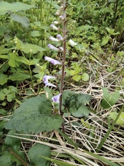 Scutellaria indica