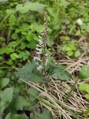 Scutellaria indica