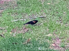 Agelaius phoeniceus