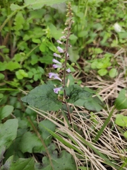 Scutellaria indica