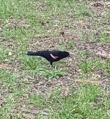 Agelaius phoeniceus