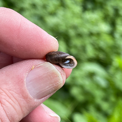 Triodopsis juxtidens