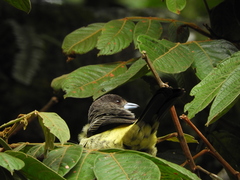 Ramphocelus flammigerus icteronotus