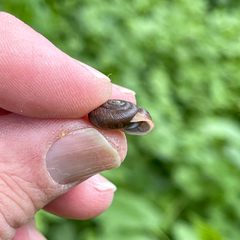 Triodopsis juxtidens
