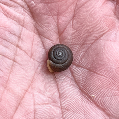 Triodopsis juxtidens