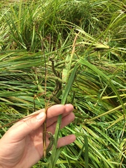 Carex lessoniana