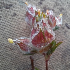 Stylosanthes macrocephala