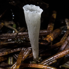 Clavicorona taxophila image