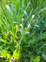 Cerastium fontanum