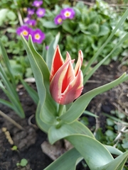 Tulipa greigii
