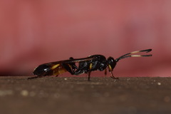 Ichneumon suspiciosus