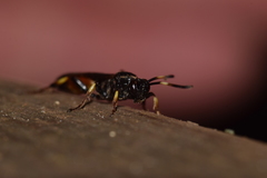 Ichneumon suspiciosus