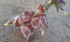 Stylosanthes macrocephala