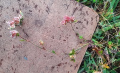 Stylosanthes macrocephala