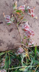 Stylosanthes macrocephala