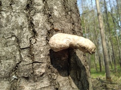 Pleurotus calyptratus