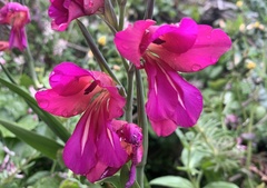 Gladiolus communis byzantinus