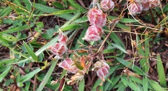 Stylosanthes macrocephala