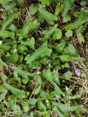 Viola japonica