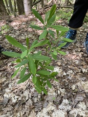 Daphne mezereum
