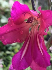 Gladiolus communis byzantinus