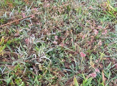 Stylosanthes macrocephala