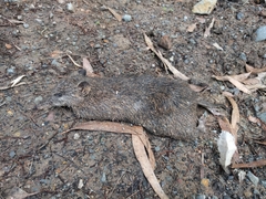 Isoodon obesulus obesulus