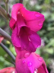 Gladiolus communis byzantinus