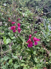 Gladiolus communis byzantinus