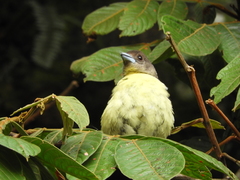 Ramphocelus flammigerus icteronotus