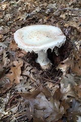 Amanita smithiana
