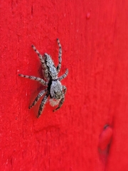 Platycryptus undatus