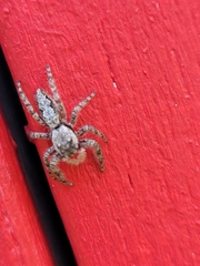 Platycryptus undatus
