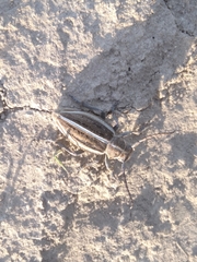 Dorcadion holosericeum