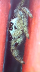Platycryptus undatus