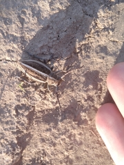 Dorcadion holosericeum