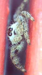 Platycryptus undatus