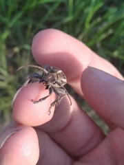 Dorcadion holosericeum