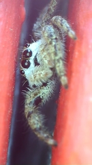 Platycryptus undatus