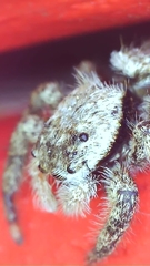 Platycryptus undatus