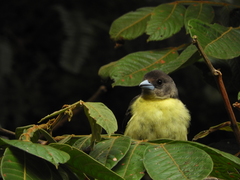 Ramphocelus flammigerus icteronotus