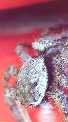 Platycryptus undatus