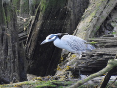 Nyctanassa violacea