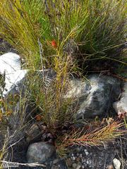 Protea subulifolia