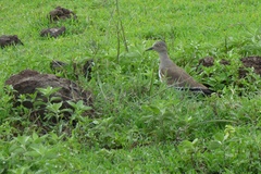 Vanellus melanopterus