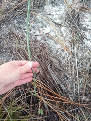 Tritoniopsis pulchra