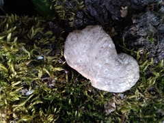 Pleurotus calyptratus