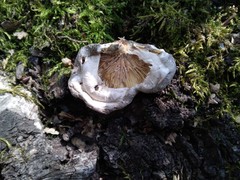 Pleurotus calyptratus