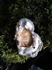 Pleurotus calyptratus